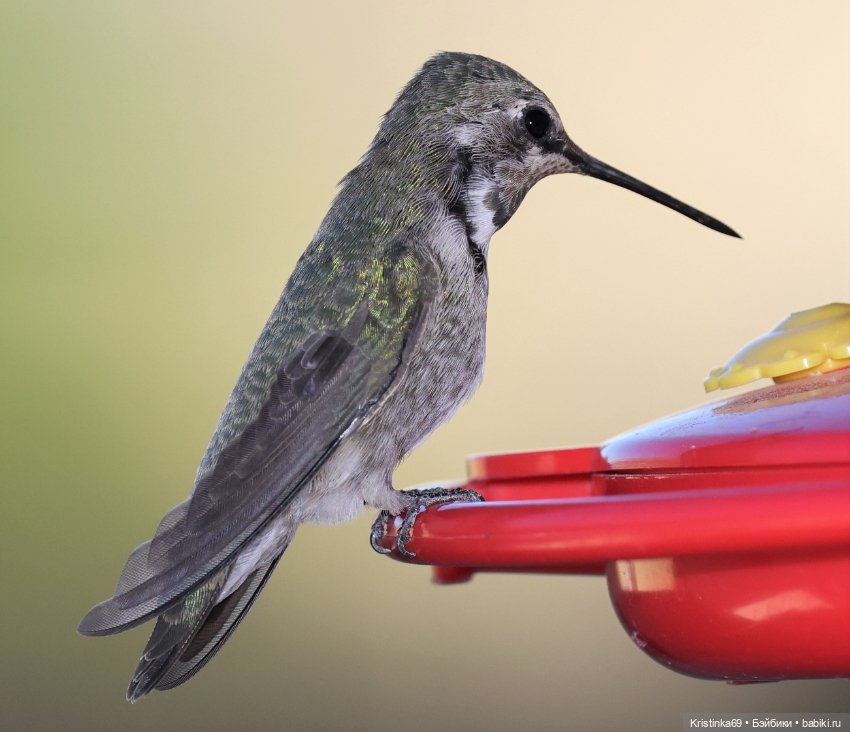 В воскресенье рано утром — Винтажные куклы ГДР (Немки): Бигги