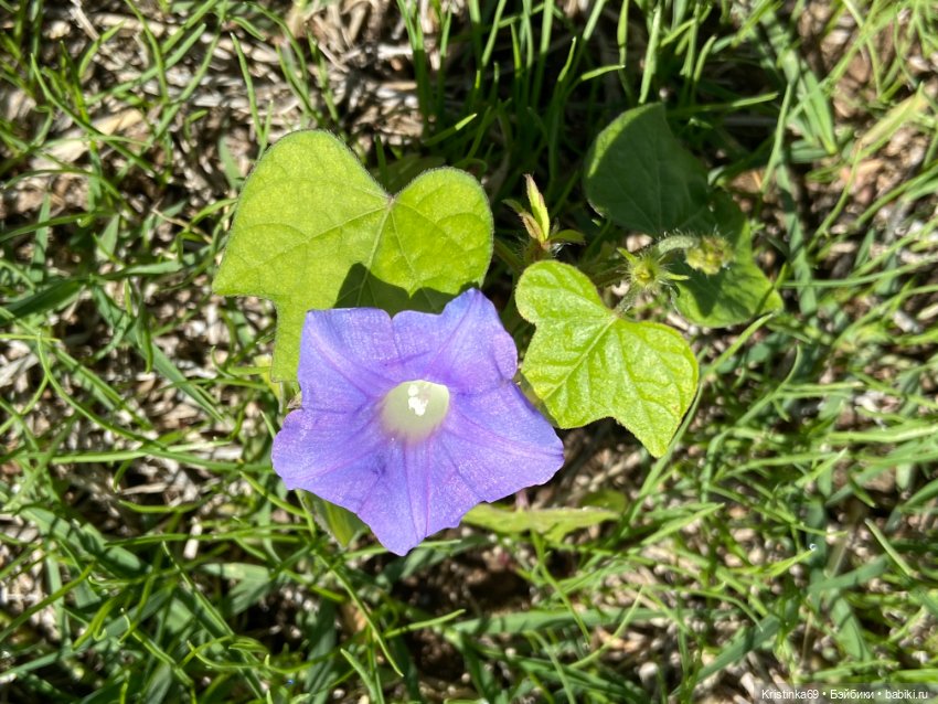 В воскресенье рано утром — Винтажные куклы ГДР (Немки): Бигги