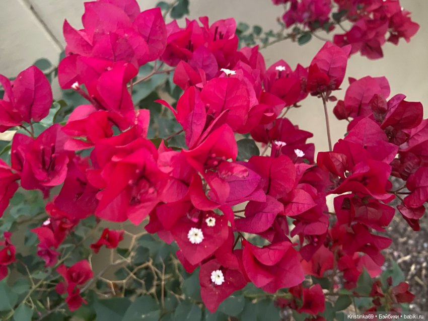 В воскресенье рано утром — Винтажные куклы ГДР (Немки): Бигги