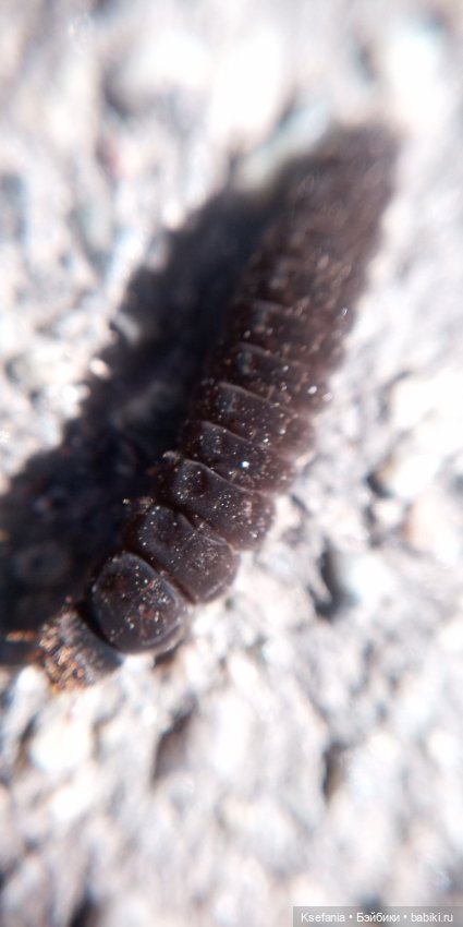 Что такое осень — Другие мини