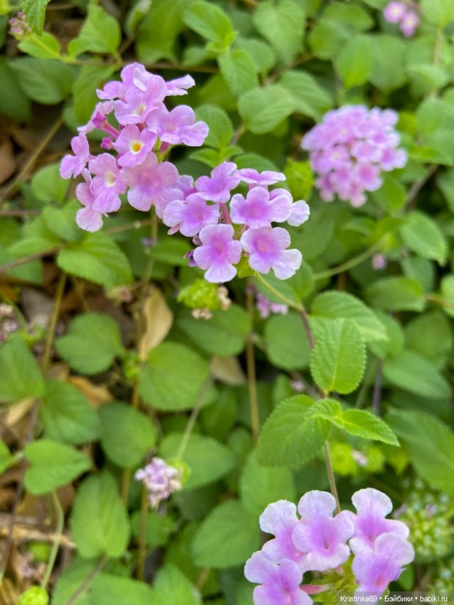 В воскресенье рано утром — Винтажные куклы ГДР (Немки): Бигги
