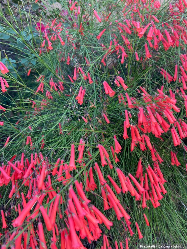 В воскресенье рано утром — Винтажные куклы ГДР (Немки): Бигги