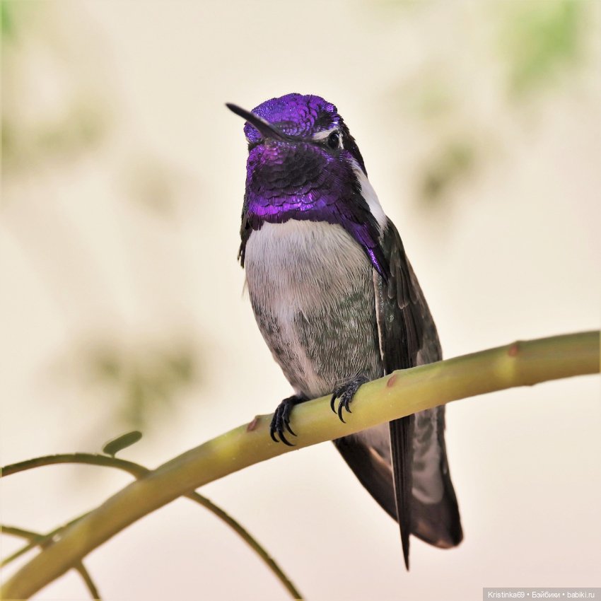 В воскресенье рано утром — Винтажные куклы ГДР (Немки): Бигги