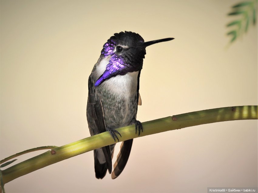 В воскресенье рано утром — Винтажные куклы ГДР (Немки): Бигги