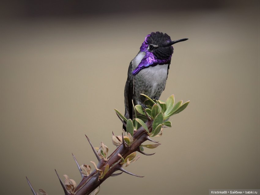 В воскресенье рано утром — Винтажные куклы ГДР (Немки): Бигги