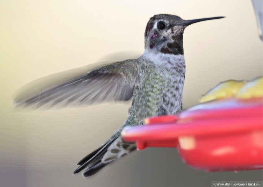 В воскресенье рано утром — Винтажные куклы ГДР (Немки): Бигги