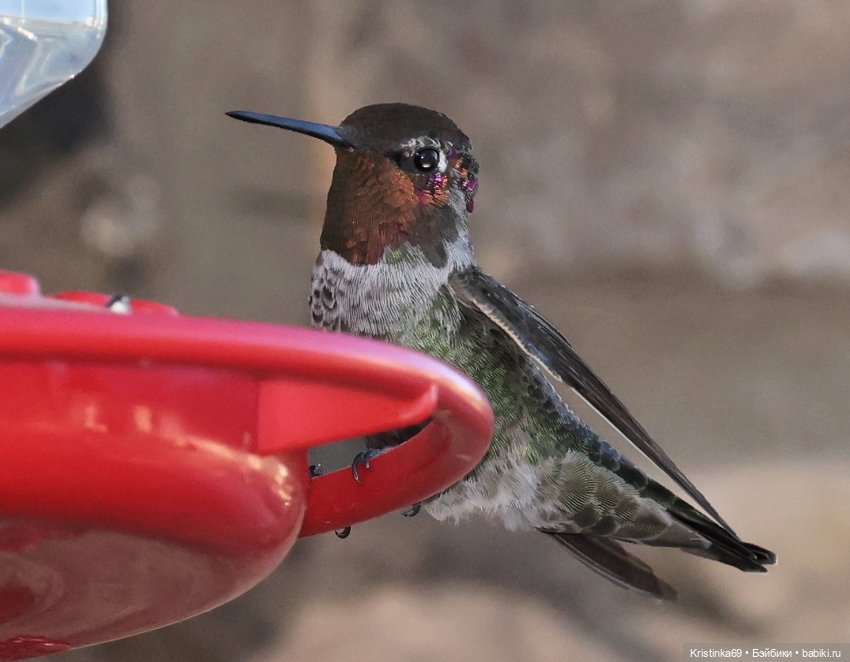 В воскресенье рано утром — Винтажные куклы ГДР (Немки): Бигги