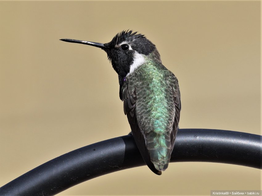 В воскресенье рано утром — Винтажные куклы ГДР (Немки): Бигги