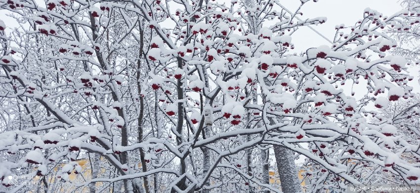 Давно природу не показывала нашу...11.11.2021