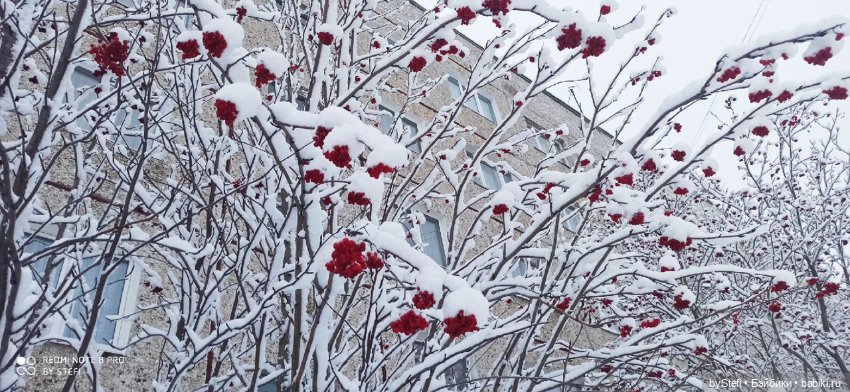 Давно природу не показывала нашу...11.11.2021