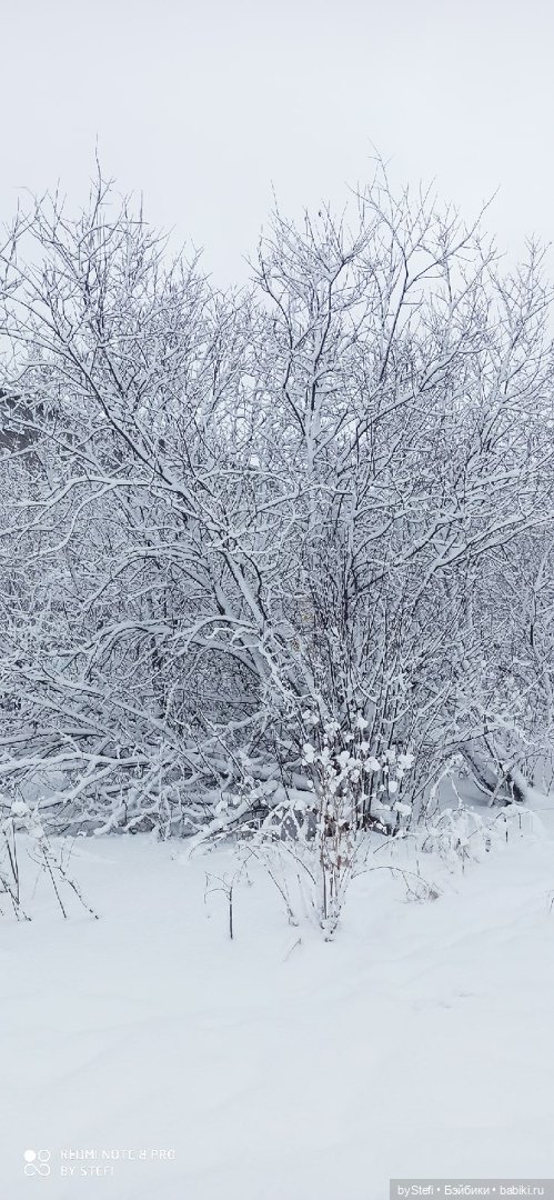 Давно природу не показывала нашу...11.11.2021