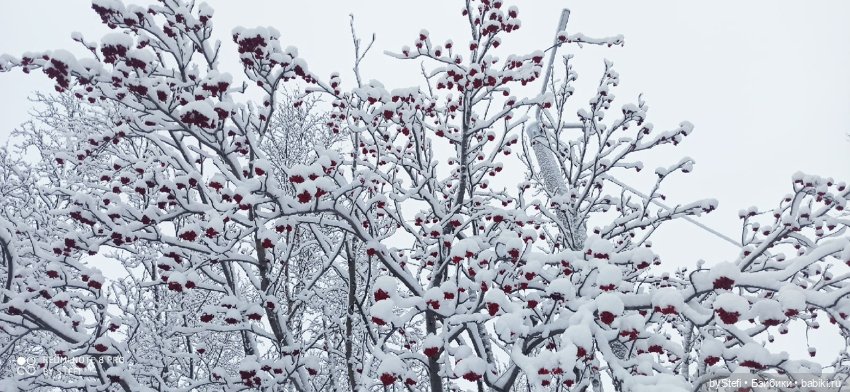 Давно природу не показывала нашу...11.11.2021