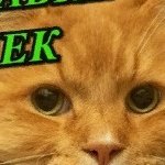 Выставка котят и кошек — Интересное и необычное: фотоподборки