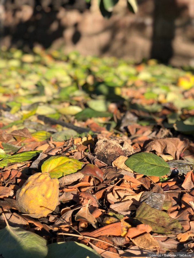 Wendell. I'm an Englishbear in Rostov-on-Don