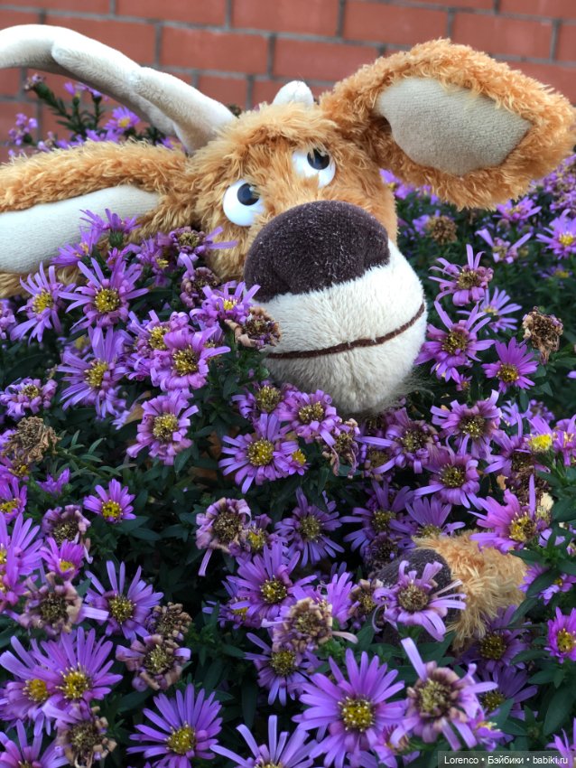 Wendell. I'm an Englishbear in Rostov-on-Don