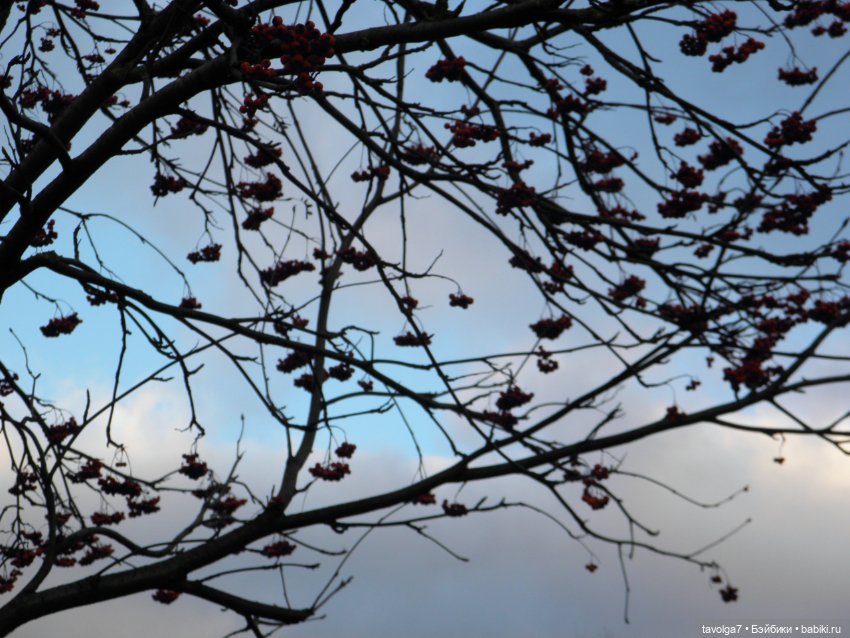 Прогулка ровно в середине ноября (фото 8)