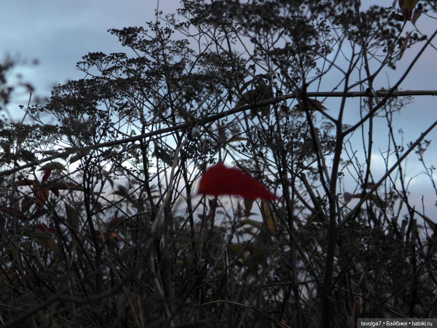 Прогулка ровно в середине ноября