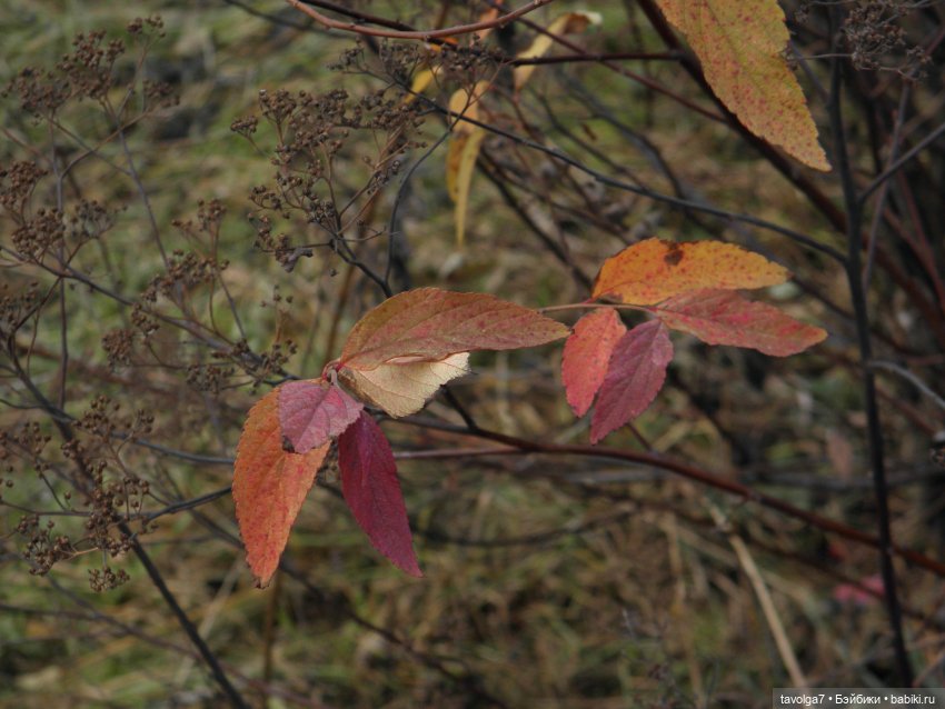 Прогулка ровно в середине ноября