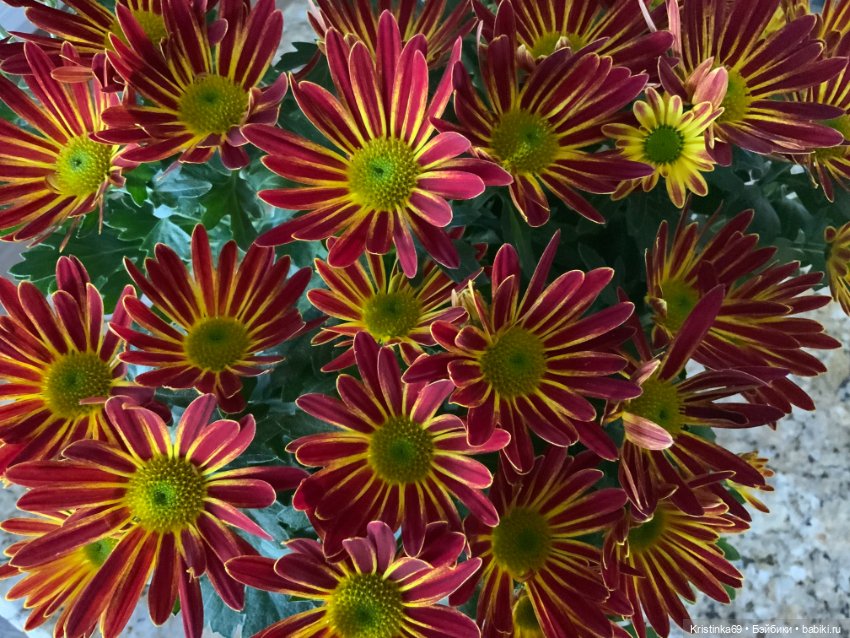 Время для добрых дел. Приключения Сауле в День Благодарения, продолжение 7 часть