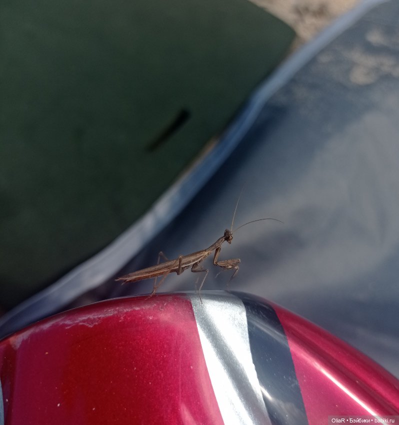 Roroша в velo tour de Taman (фото 10)