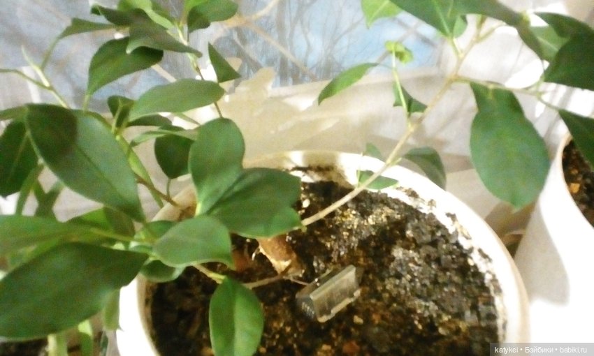 Кукольный домик — Болталка и разговоры обо всем: жизнь