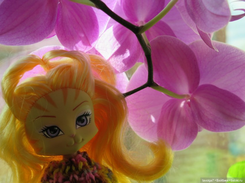 Золотые Кошечки в Золотой Осени