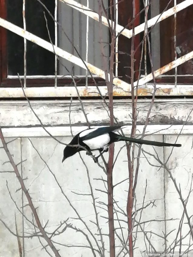 Прогулка Гермионы — Разные шарнирные куклы (не БЖД): редкие (фото 4)