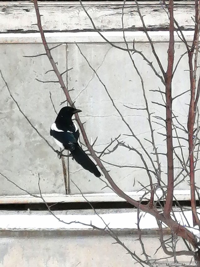 Прогулка Гермионы — Разные шарнирные куклы (не БЖД): редкие (фото 3)