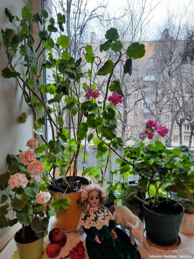 Осени поздней цветы запоздалые... и ягоды тоже (фото 10)