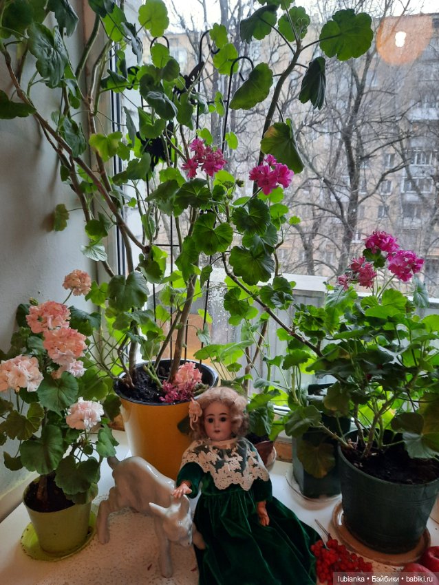 Осени поздней цветы запоздалые... и ягоды тоже