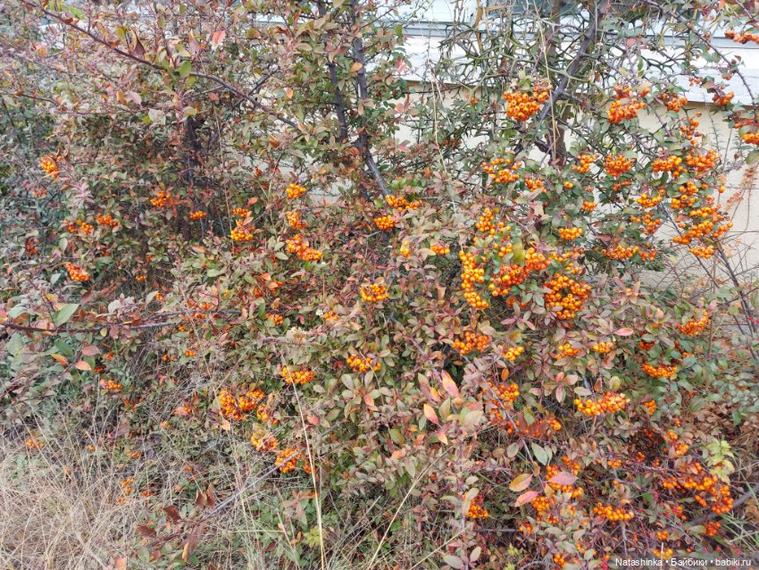 Fashion Dolls 290 — Куклы Звезды подиума (Angel Collection): шарнирные