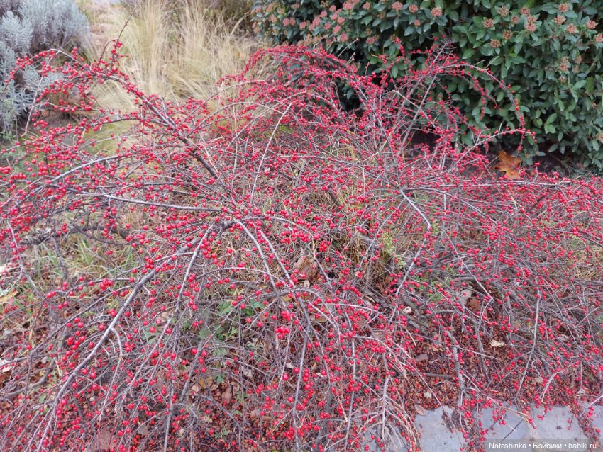 Fashion Dolls 290 — Куклы Звезды подиума (Angel Collection): шарнирные