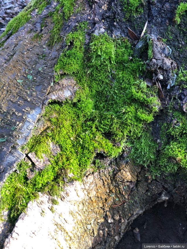 Парк Авиаторов — Культура (фото 6)