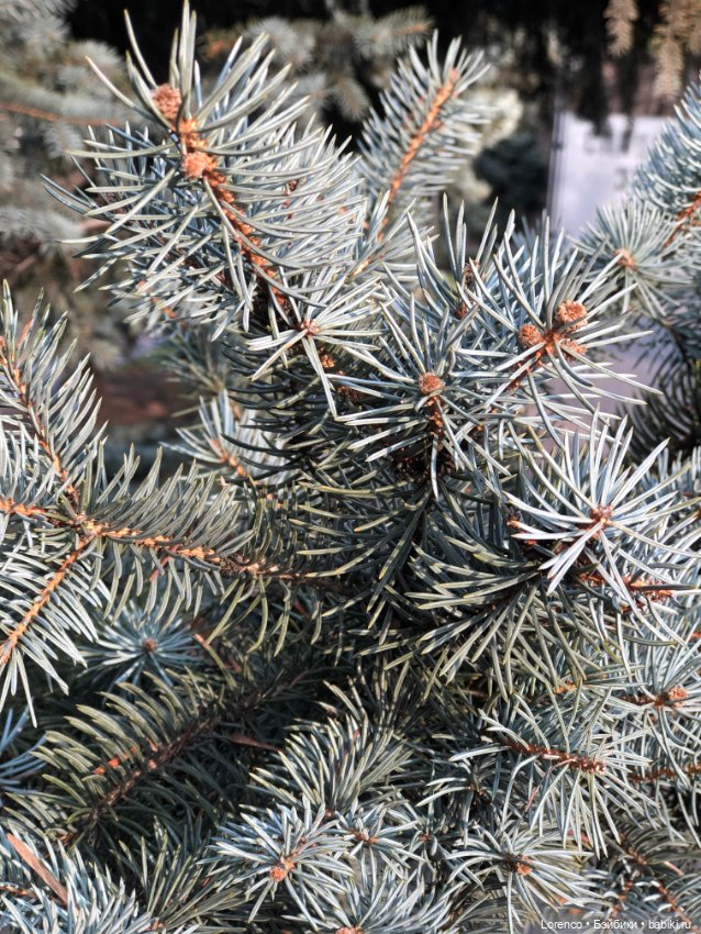 Парк Авиаторов — Культура