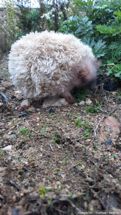 Новая работа ёжик — Вязаные игрушки и амигуруми: крючком