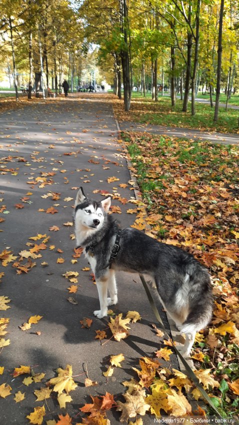 Новая работа ёжик — Вязаные игрушки и амигуруми: крючком