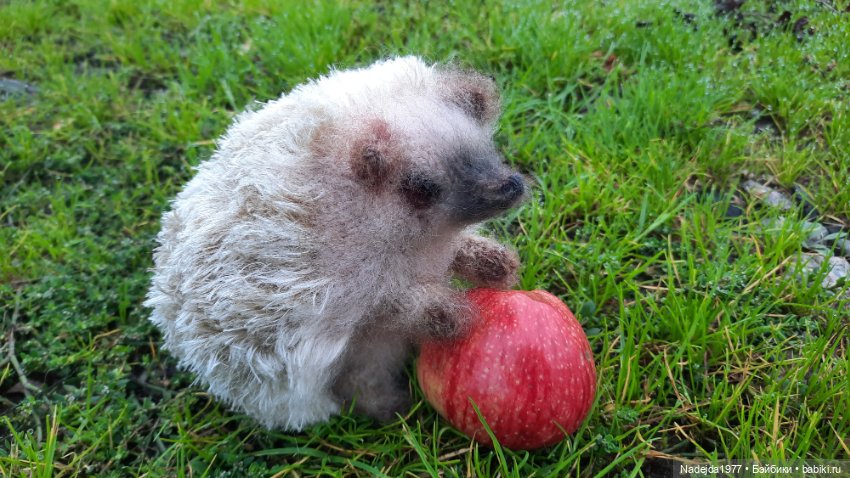 Новая работа ёжик — Вязаные игрушки и амигуруми: крючком