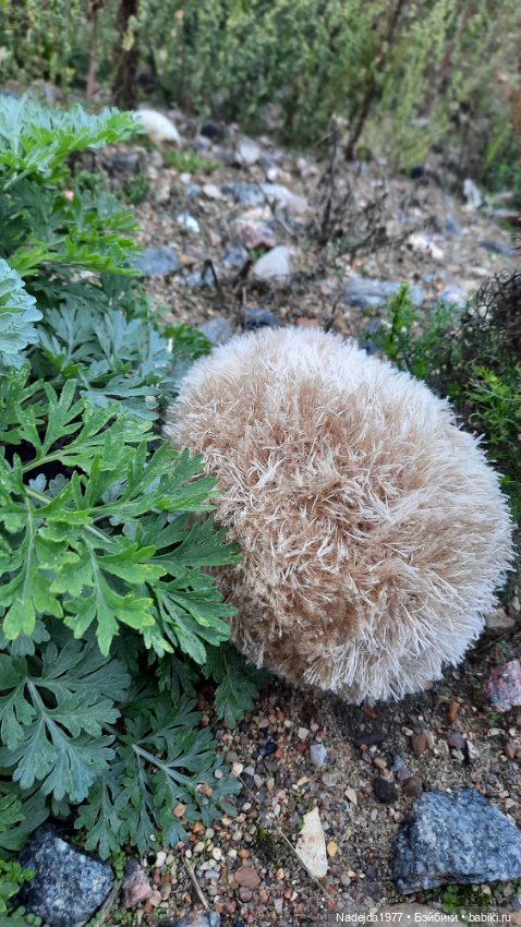 Новая работа ёжик — Вязаные игрушки и амигуруми: крючком