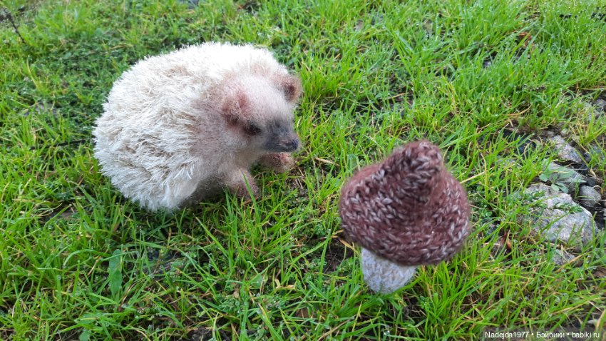 Новая работа ёжик — Вязаные игрушки и амигуруми: крючком (фото 5)