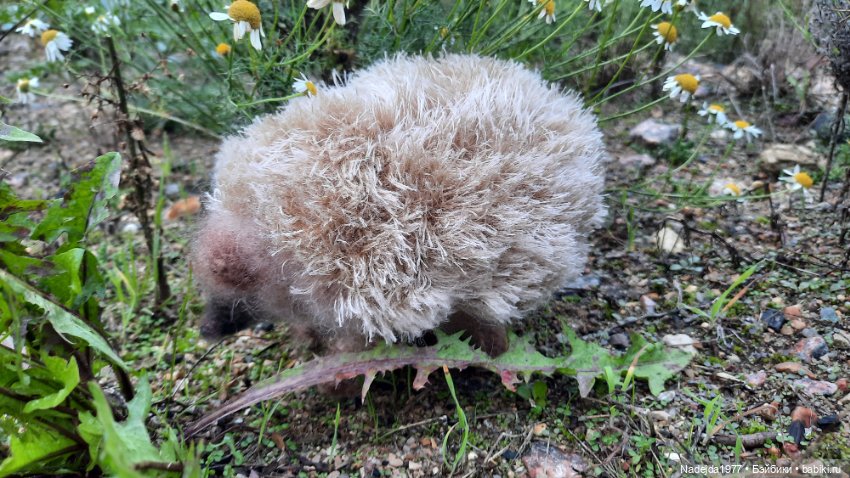 Новая работа ёжик — Вязаные игрушки и амигуруми: крючком