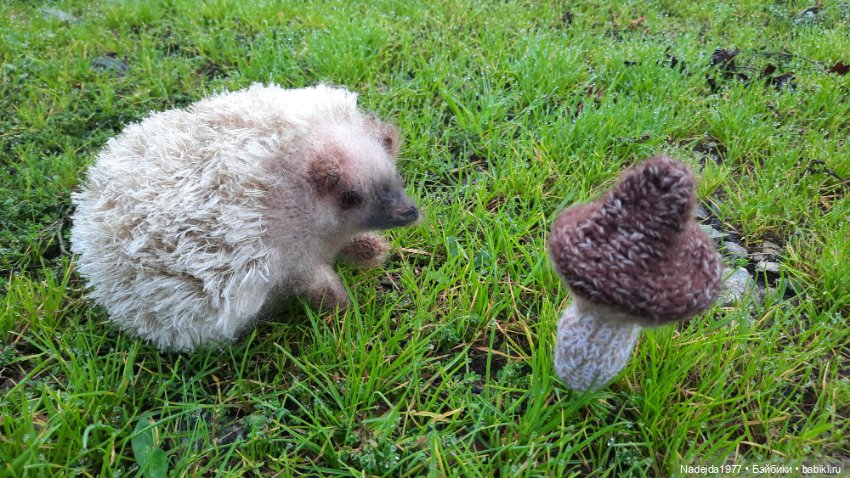 Новая работа ёжик — Вязаные игрушки и амигуруми: крючком (фото 4)