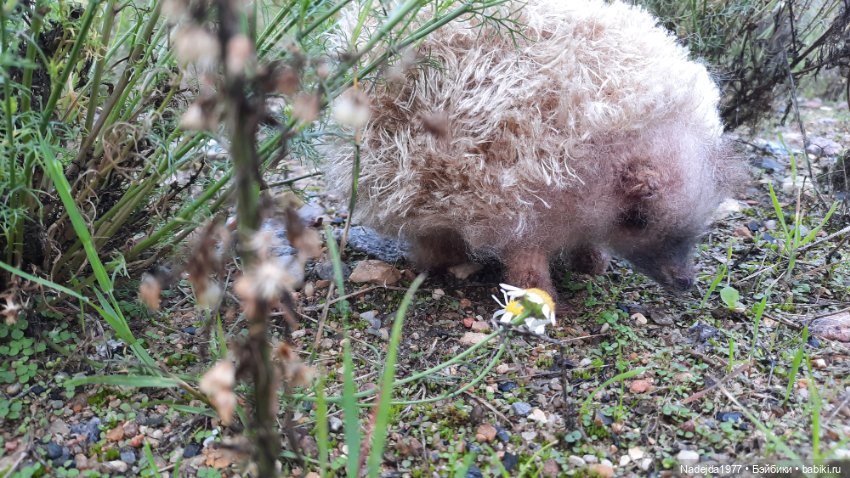 Новая работа ёжик — Вязаные игрушки и амигуруми: крючком