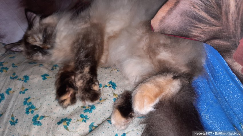 Новая работа ёжик — Вязаные игрушки и амигуруми: крючком