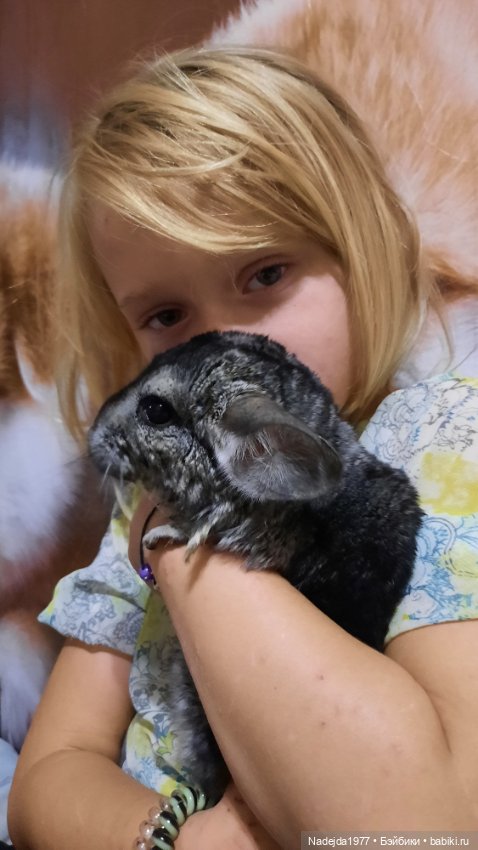 Новая работа хомячки — Вязаные игрушки и амигуруми: крючком