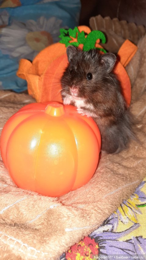 Новая работа хомячки — Вязаные игрушки и амигуруми: крючком