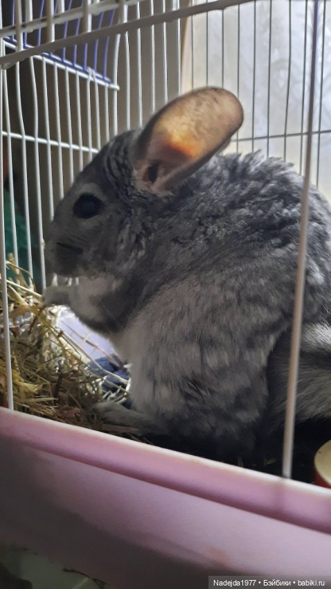 Новая работа снегирь... Люблю этих птичек