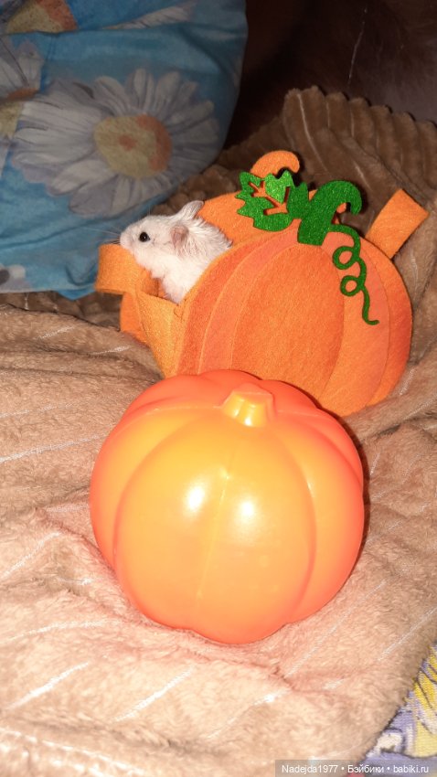 Новая работа хомячки — Вязаные игрушки и амигуруми: крючком