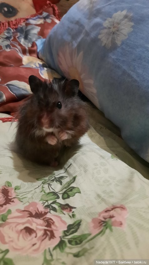 Новая работа снегирь... Люблю этих птичек