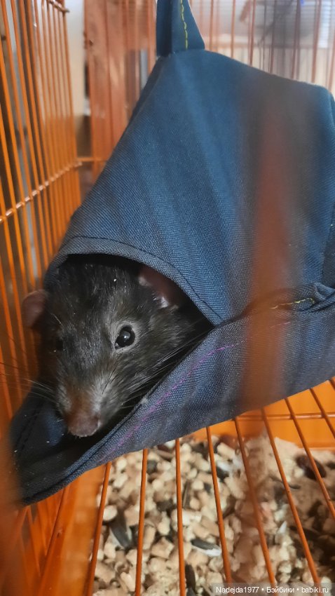 Новая работа снегирь... Люблю этих птичек