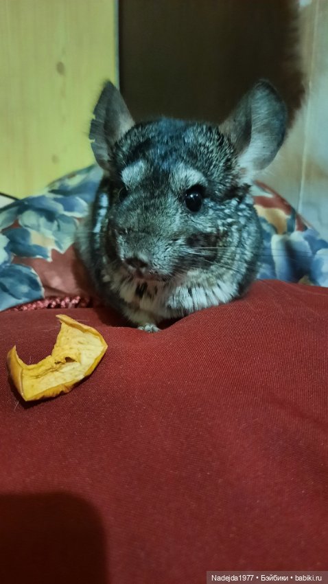 Новая работа снегирь... Люблю этих птичек